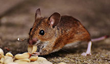 24 Hour & Emergency Exterminators in Lake Winola, PA